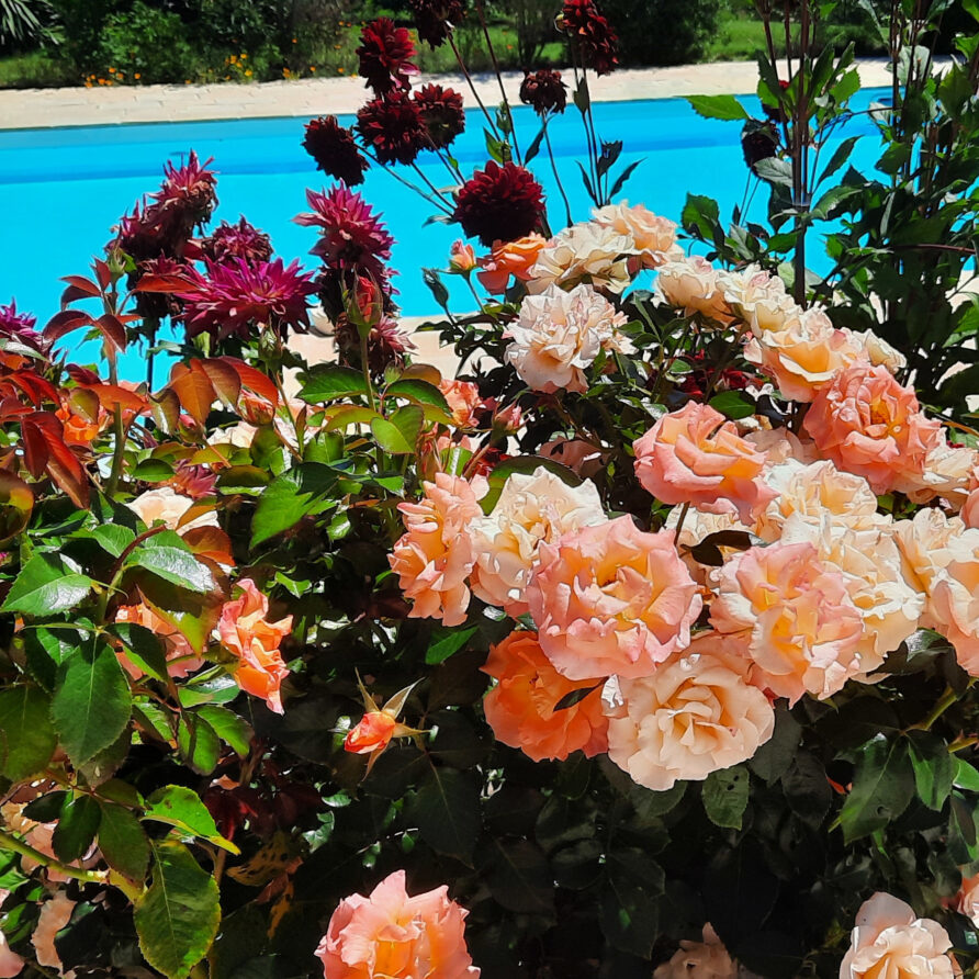 Chambres-dHotes-La-Bonne-Voie-Pool-View-Rozes-in-Front-in-Summer