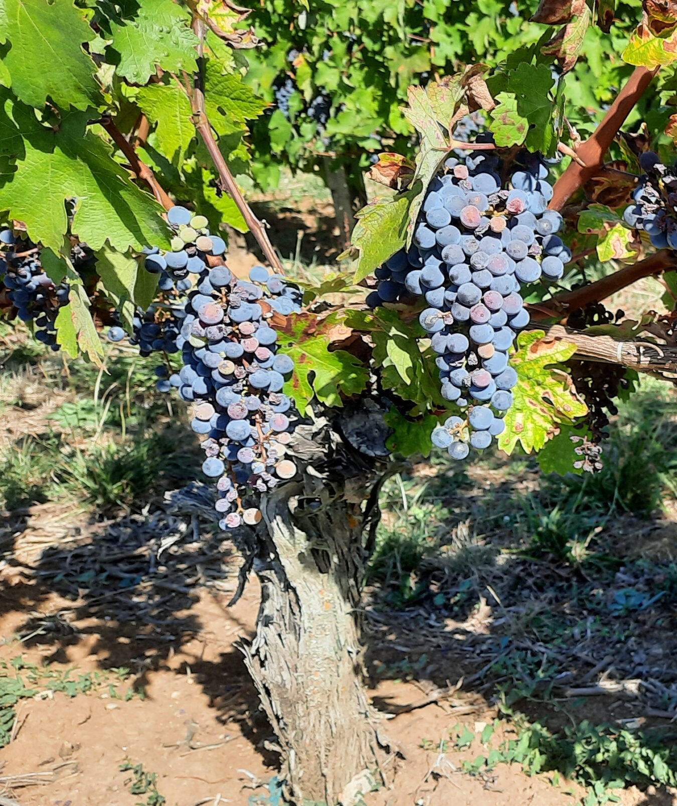Chambres d'Hôtes La Bonne Voie Winetasting Bergerac Lembras